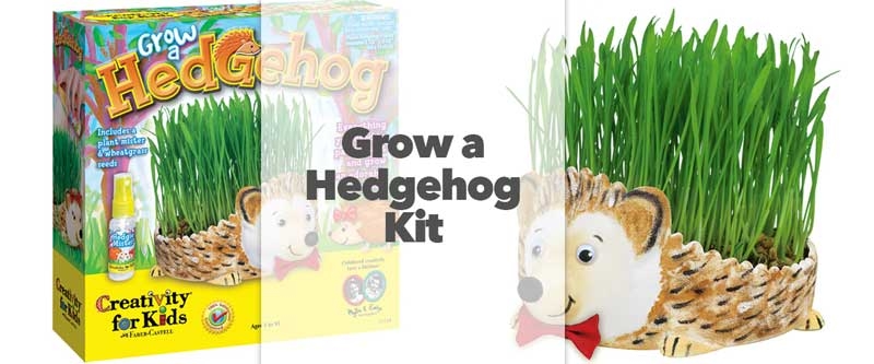 Grow a Hedgehog Kit