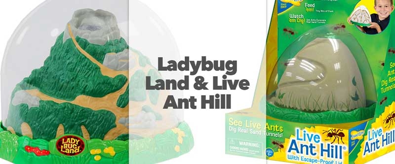 Live Ladybug Land and Live Ant Hill