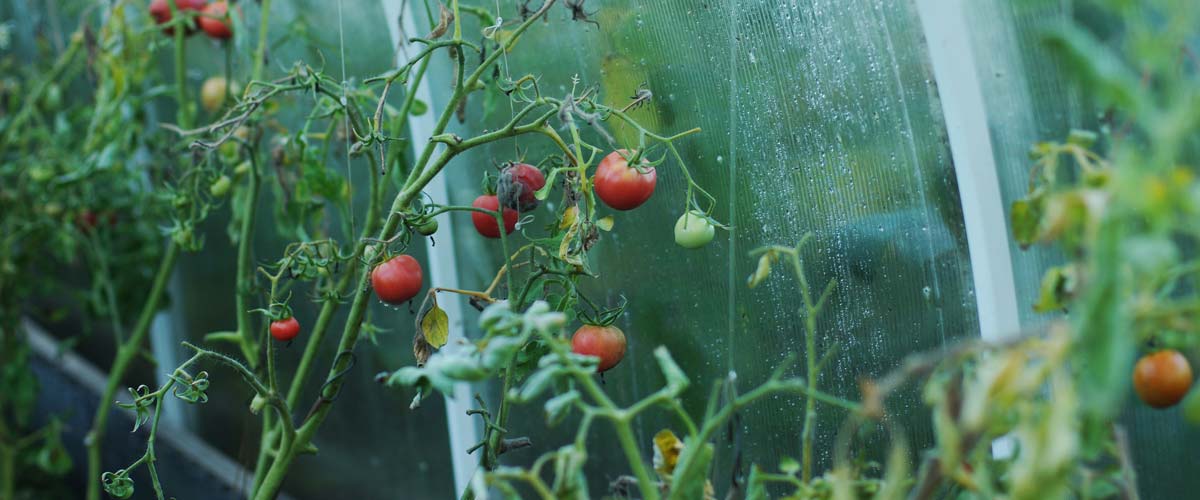 Growing Tomatoes