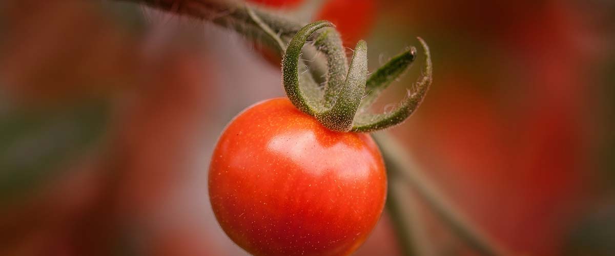 Growing Tomatoes