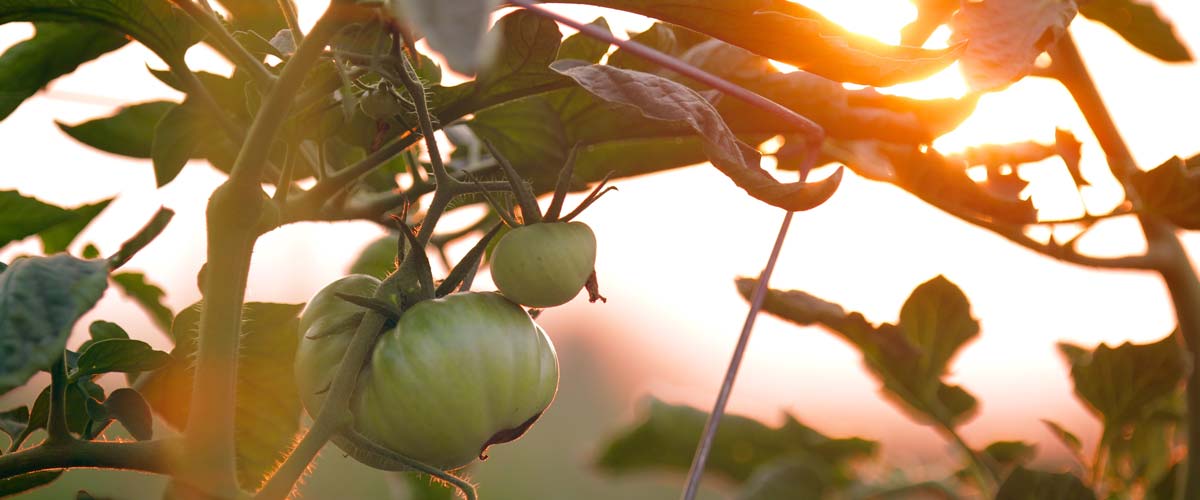 Growing Tomatoes