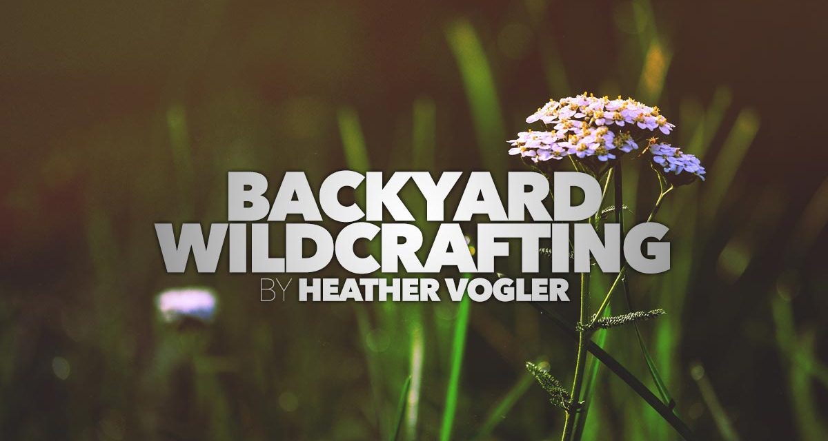 Backyard Wildcrafting