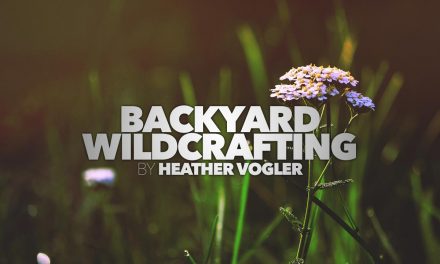 Backyard Wildcrafting