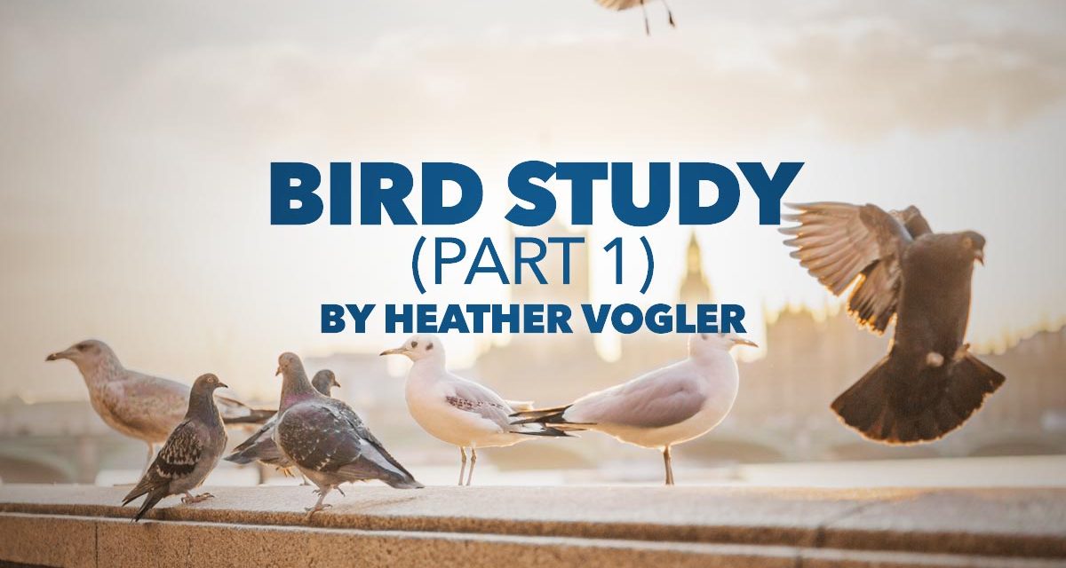 Bird Study – Part 1