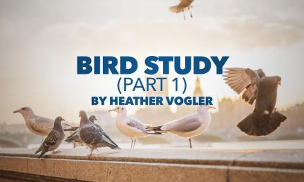 Bird Study – Part 1