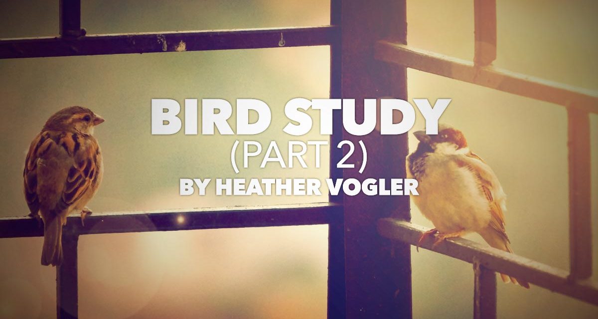 Bird Study – Part 2