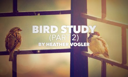 Bird Study – Part 2