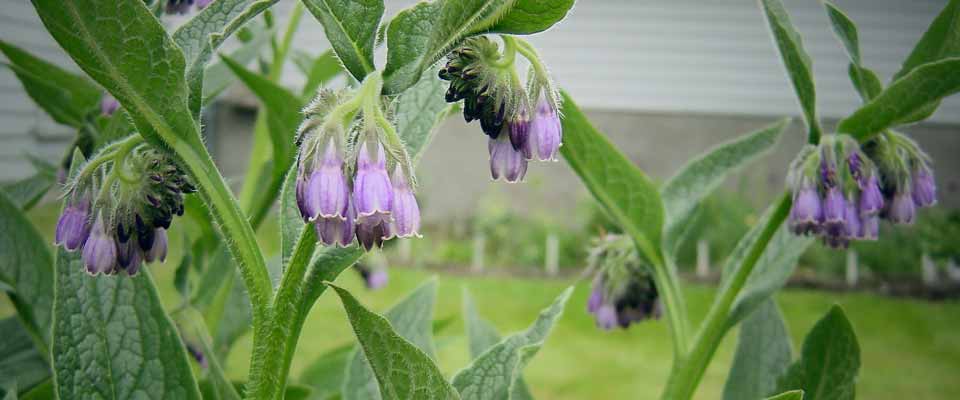 Comfrey // Image by Satrina0 // Flickr // CC BY-NC-ND 2.0