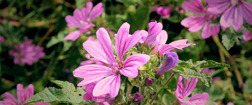 Common Mallow - Image by Melanie Shaw // Flickr // CC BY-ND 2.0