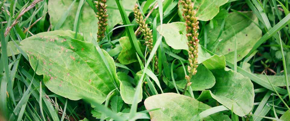 Plantain Leaf // Image by Anna Hull // Flickr // CC BY-NC-ND 2.0