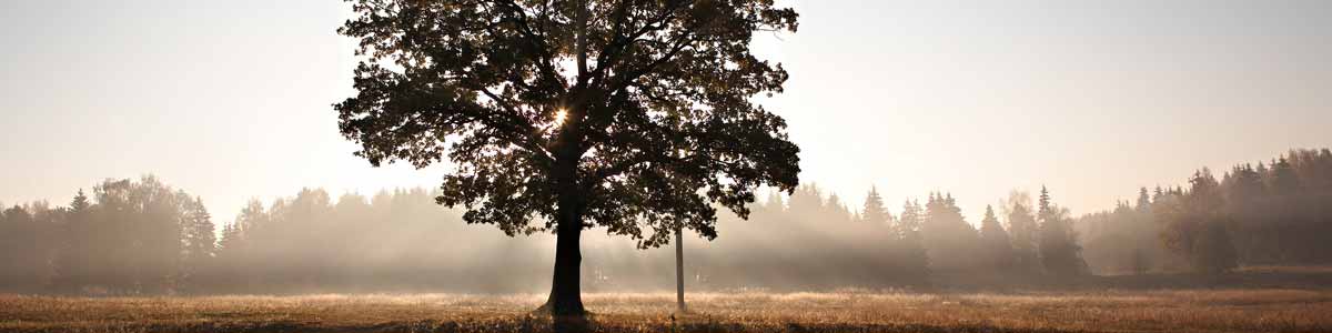 Tree silhouette