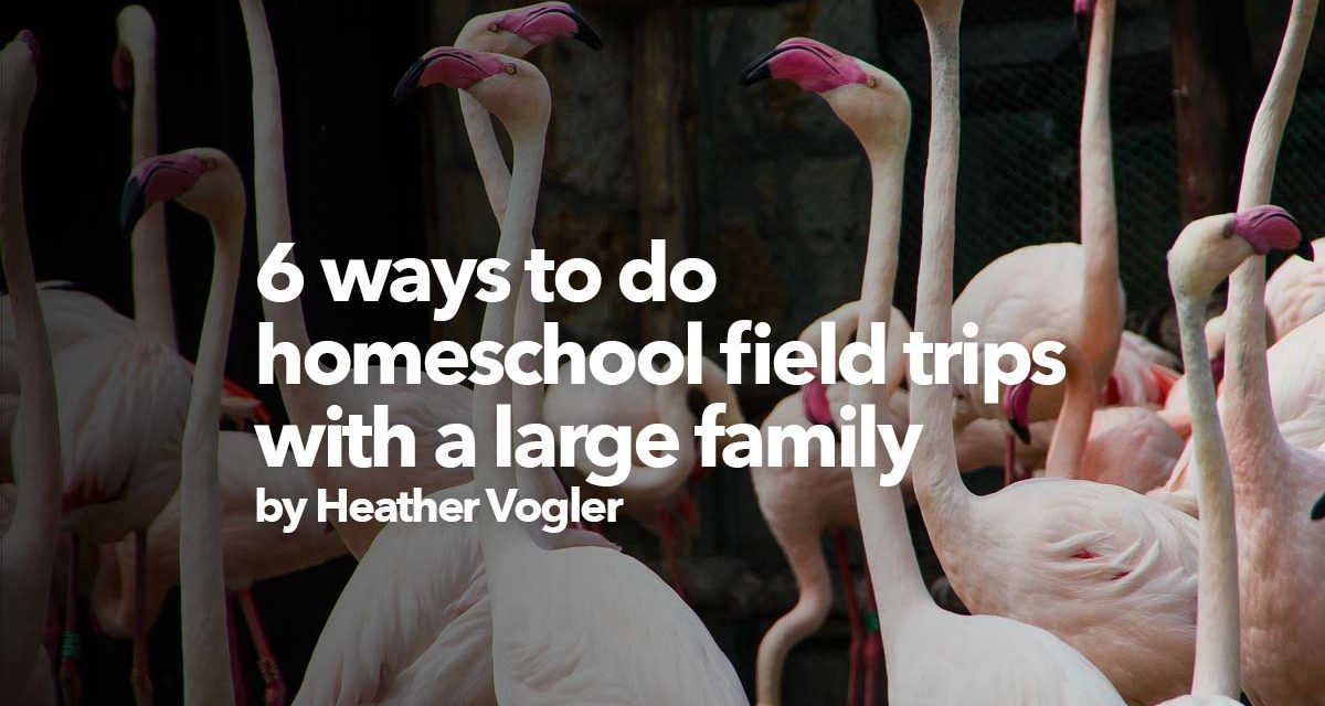 6 ways to do a homeschool field trip with a large family