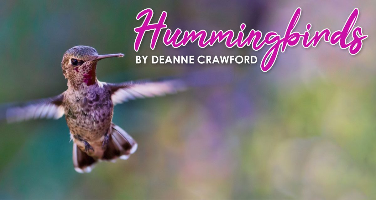 Hummingbirds