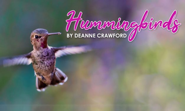 Hummingbirds