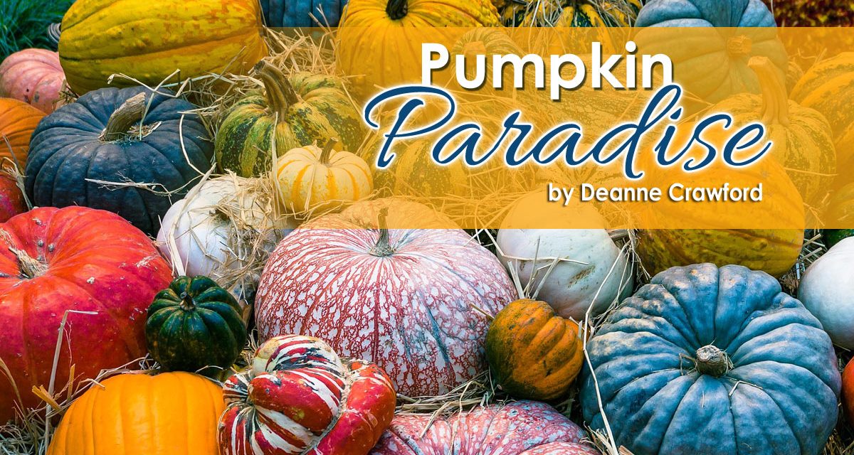 Pumpkin Paradise