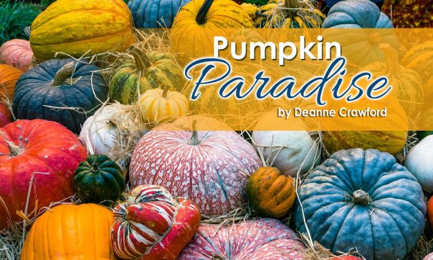 Pumpkin Paradise