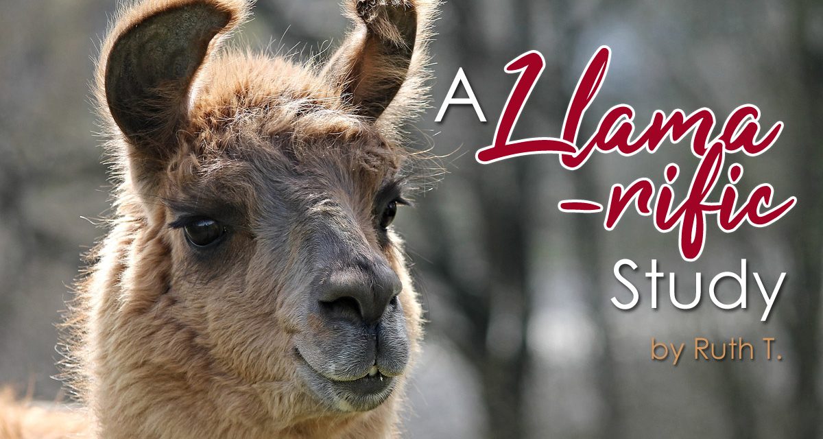 A Llama-rific Study