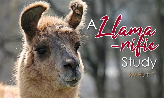 A Llama-rific Study