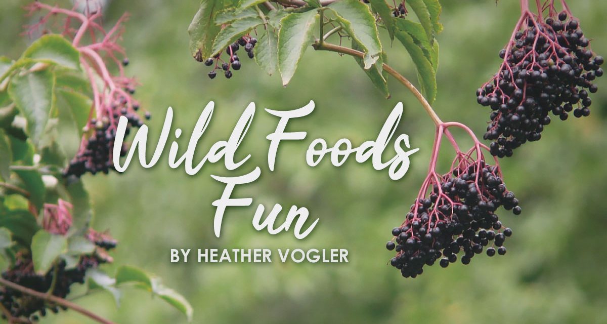 Wild Foods Fun