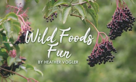 Wild Foods Fun