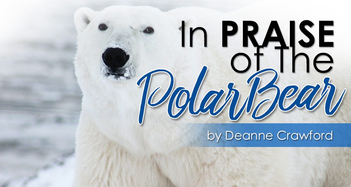 In Praise of the Polar Bear