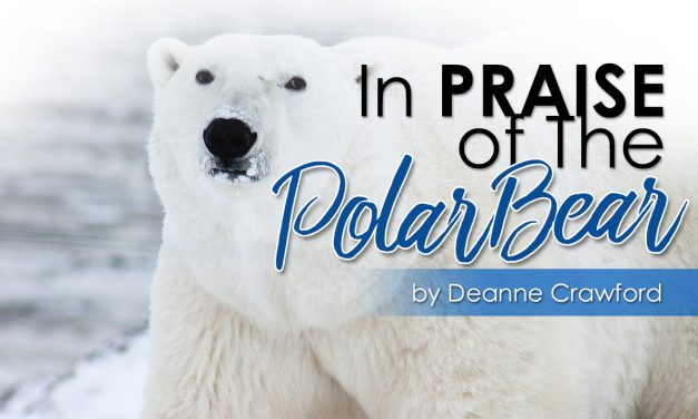 In Praise of the Polar Bear