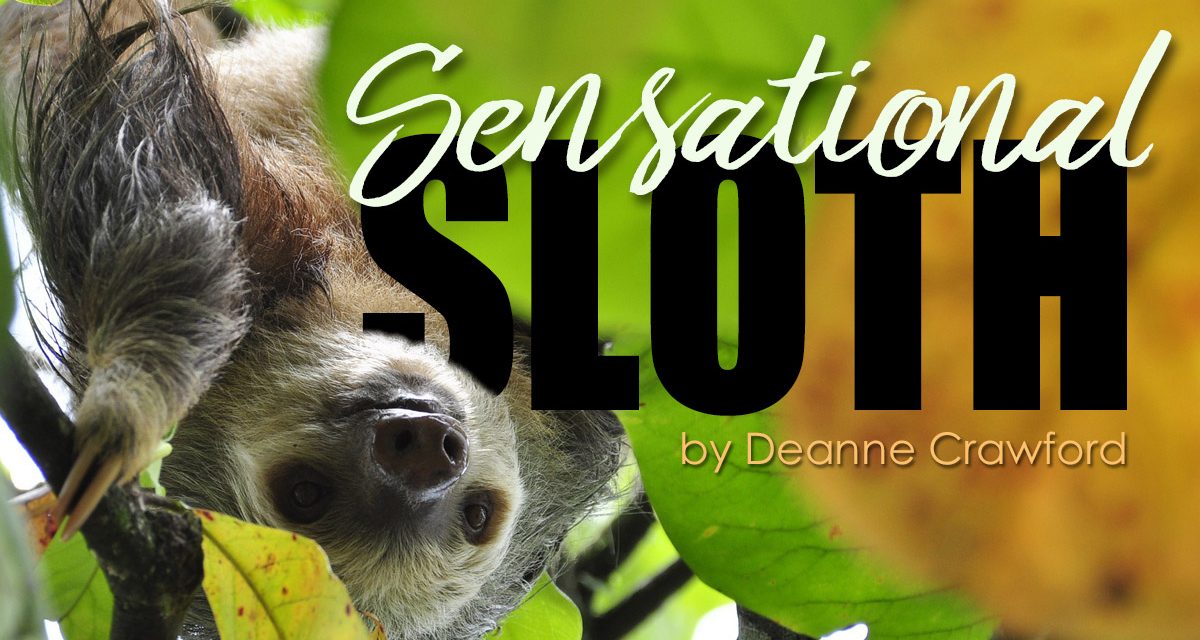Sensational Sloth