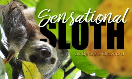 Sensational Sloth
