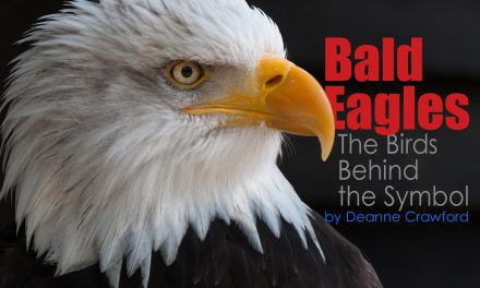 Bald Eagles: The Birds Behind the Symbol