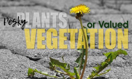 Pesky Plants or Valued Vegetation